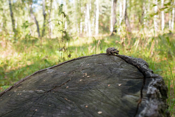 fir-cone on a tree stump