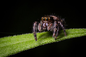 Spider in Leaf