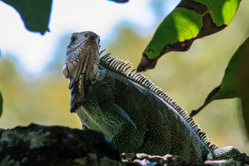 Green Iguana in french guyana