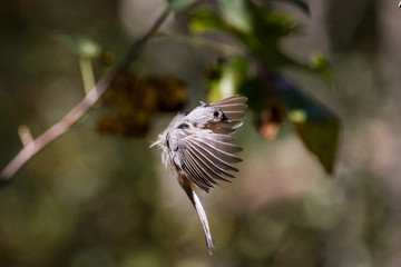Titmouse in Flight