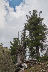 Fototapeta premium old dry tree