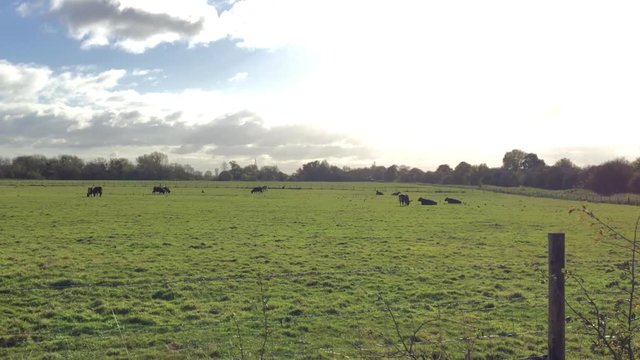 Cows resting in distance on green grass of pastry  wire fencing in foreground