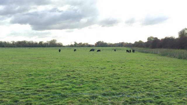 Cows grazing in distance on green pasture under cloudy sky