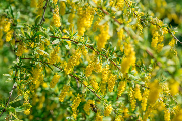 Berberis vulgaris Flowers 