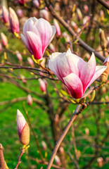 Magnolia flower blossom in spring