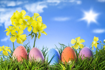 Easter eggs on grass, yellow flowers blue sky