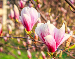 Fototapeta premium Magnolia flower blossom in spring