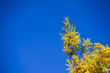 Blossoming mimosa on a blue sky