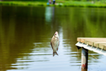 Caught fish close-up on the fishing rod, hot summer day. Concept active rest, hobbies, summer countryside relaks