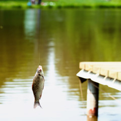 Caught fish on fishing-rod close-up on fishing rod on a reservoir, summer day. Concept active rest, hobbies, countryside relaks © svetlanais