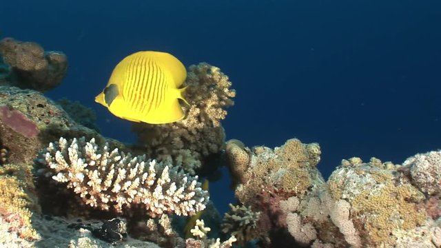Butterfly fish in coral on background underwater landscape in Red sea. Swimming in world of colorful beautiful world of coral reefs and algae. Inhabitants in search of food. Abyssal diving.