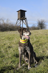 Jagdhund sitzt vor Jagdeinrichtung