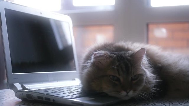 sad cat lying on the laptop keyboard, 1920x1080