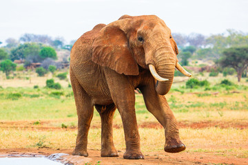 Fototapeta na wymiar Elephant. Tsavo East National park. Kenya.