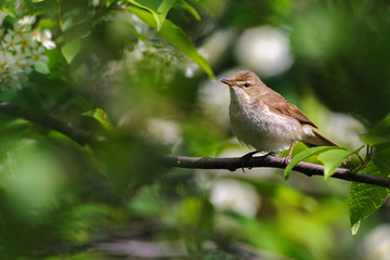 Fototapeta premium Portrait of Blyth's reed warbler on a branch of the bird-cherry tree in spring, Russia