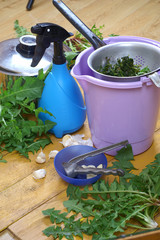 Preparing an extract of dandelion and garlic plants in the garden - obrazy, fototapety, plakaty