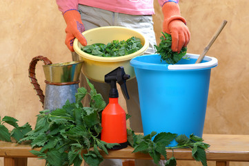 Preparing an nettle extract for plants in the garden - obrazy, fototapety, plakaty