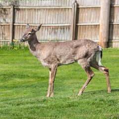 Deer Standing in the Yard