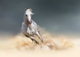arabian stallion runs free in the desert