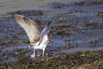 Eurasian Curlew standing at the edge of the water, Hayle Estuary RSPB Reserve, Cornwall, England, UK.