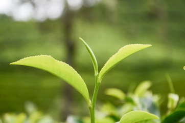 Green tea leaves.