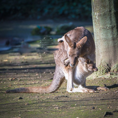 Kangaroo carrying baby