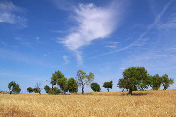 majorca countryside