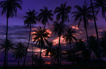 Tropical Sunset, Beautiful sky and palms
