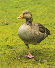 Obraz premium Greylag goose, anser, standing on one foot