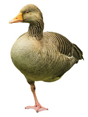 Greylag goose, anser, standing on one foot