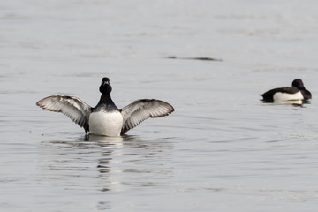 Tufted duck (Aythya fuligula) with wings spread. A small diving duck stretching wings on surface of water, showing black and white plumage