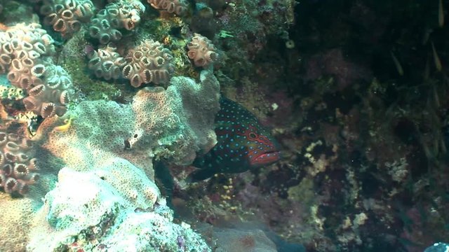 Moray at bottom on background underwater landscape in Red sea. Swimming in world of colorful beautiful world of coral reefs and algae. Inhabitants in search of food. Abyssal diving.