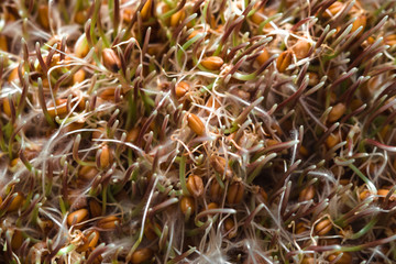 Background of green wheat germ closeup