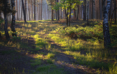 Wschód w lesie © Tomek Kiecana