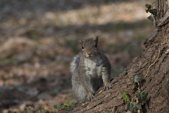 scoiattolo grigio