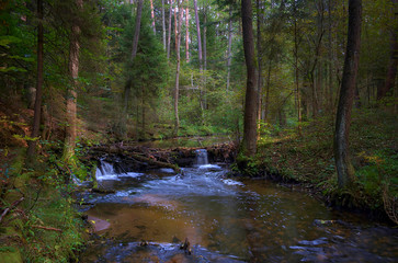 Fototapeta premium Puszcza Solska