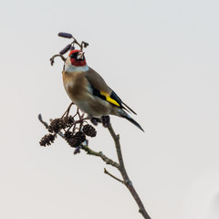Goldfinch (Carduelis carduelis) perched on branch. Colourful bird in the finch family (Fringillidae), sitting on alder tree (Alnus glutinosa)