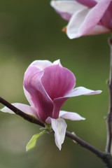 Magnolia