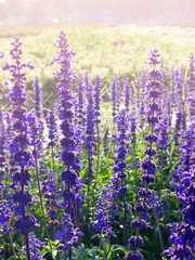 Naklejka premium Backlited violet flower field