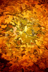 Beautiful yellow autumn leaves