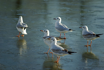 Mouettes grises sur bassin gelé en hiver