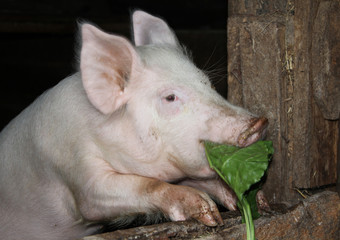 White pig standing on hind legs in a barn and eating burdock