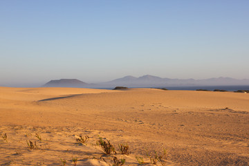 Slope hill sand on yellow dunes on blue sky background. Sunrise, morning. Sustainable ecosystem. Canary island, Fuerteventura