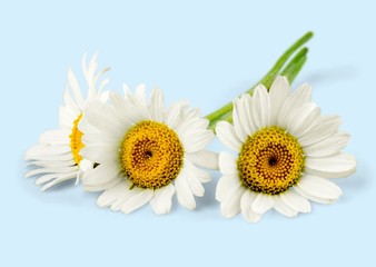 Obraz premium Daisy.