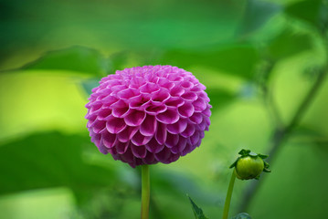 Dahlia pompon mauve au jardin en été