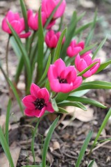 Wild Tulips