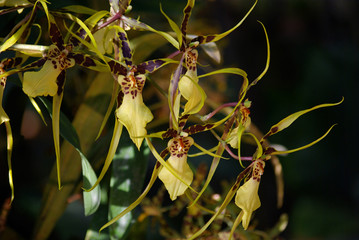 Orchid&eacute;es vertes et rouges tigr&eacute;es