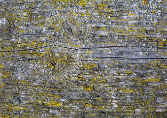 old wood texture