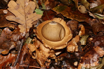 Pilz Halskrausen-Erdstern, Geastrum triplex