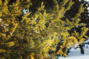 fir branch in snow- Christmas Holidays Background